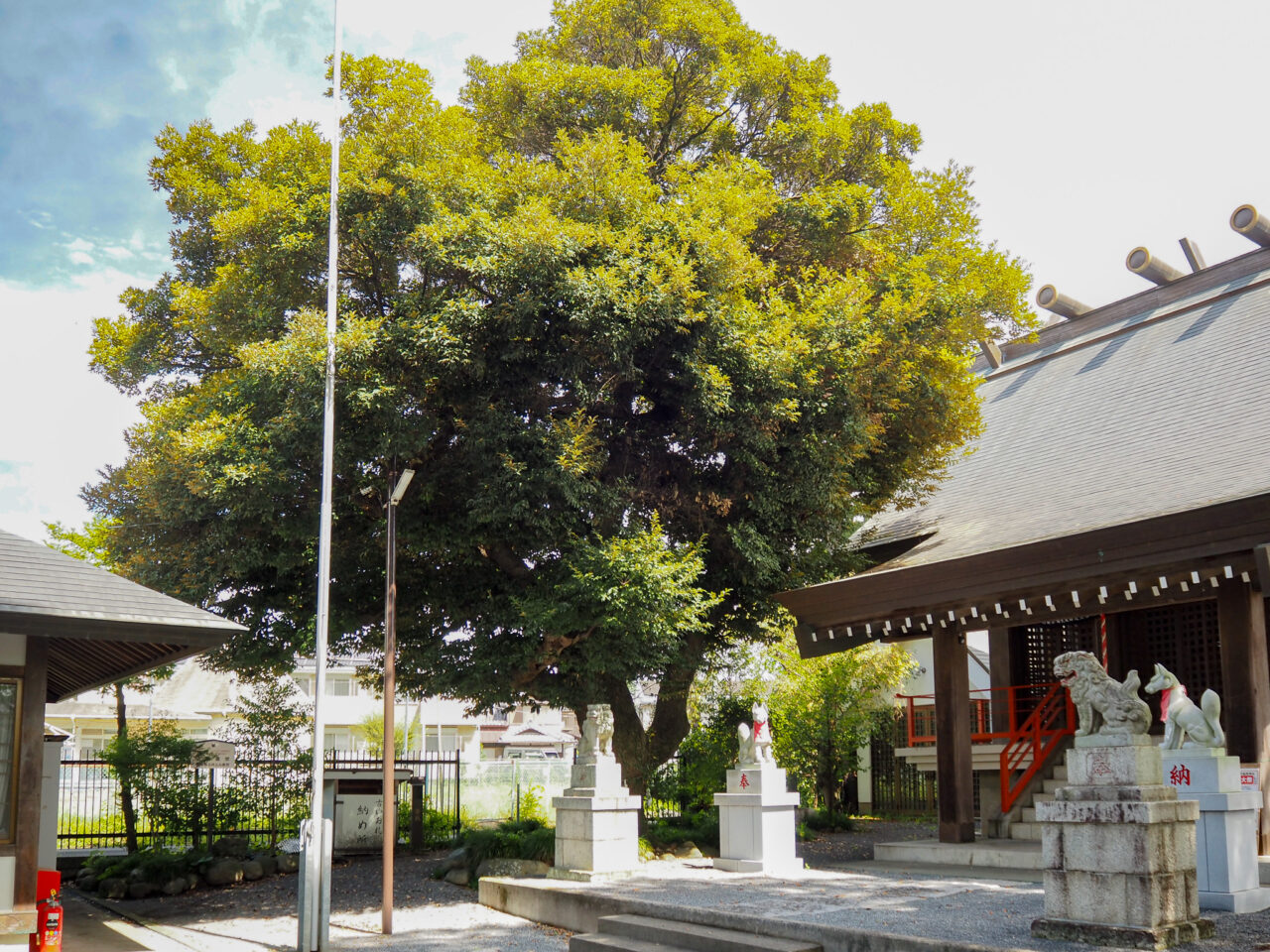 稲荷神社の御神木
