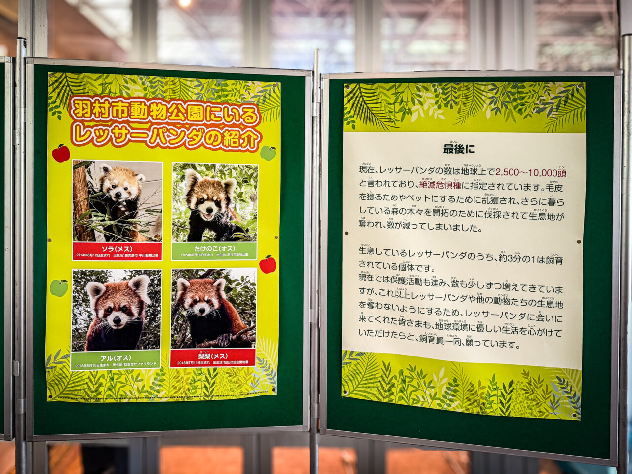 ヒノトントンZOOのレッサーパンダ紹介