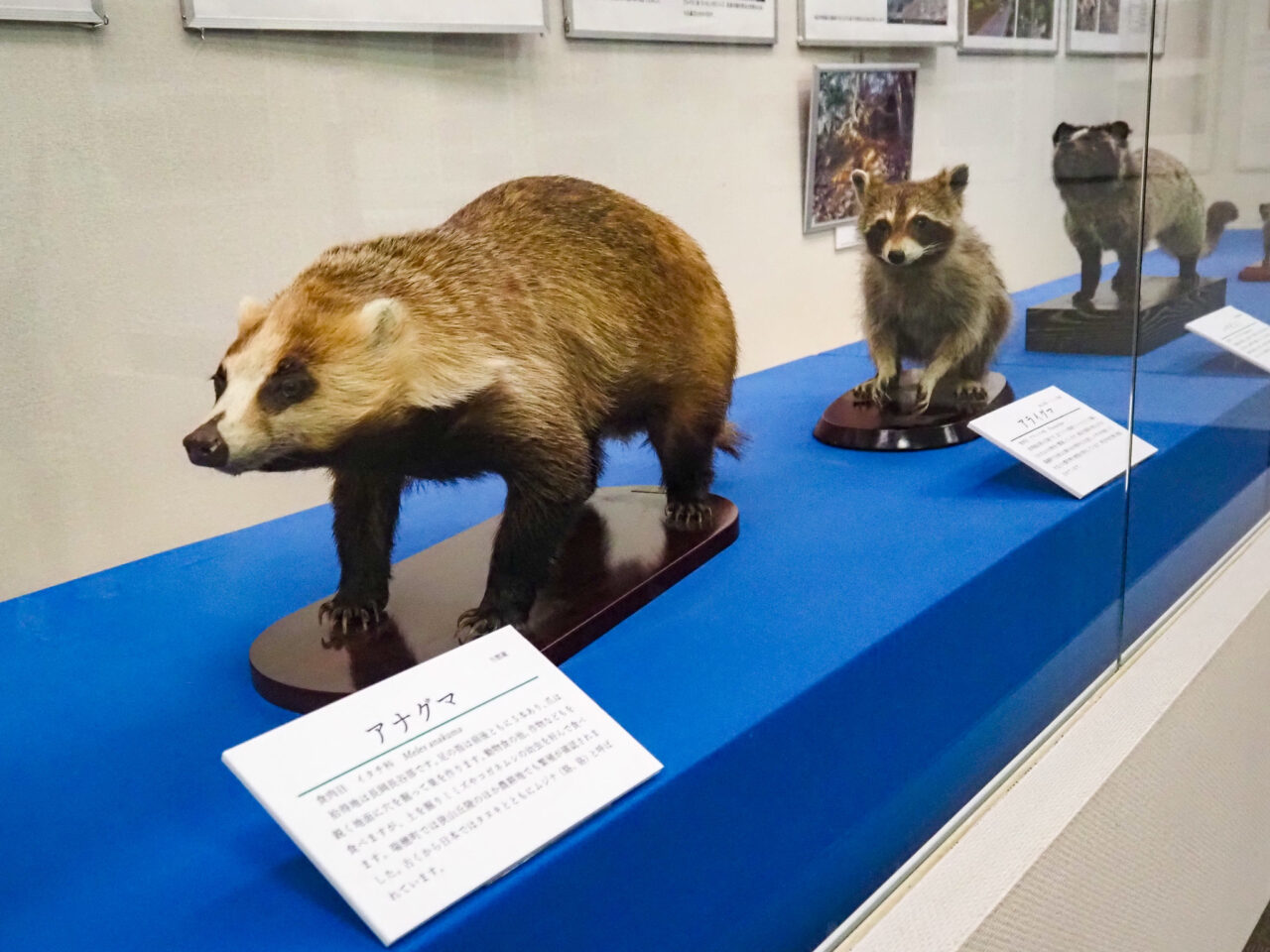 企画展「瑞穂のキツネ」アナグマ