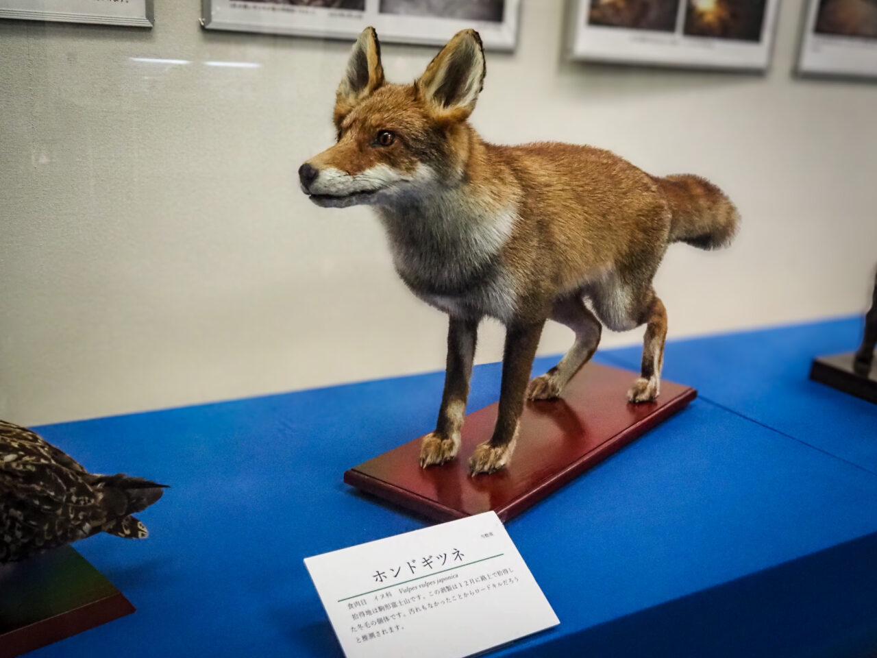 企画展「瑞穂のキツネ」キツネ