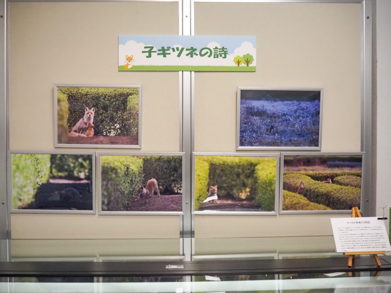 企画展「瑞穂のキツネ」子ギツネ