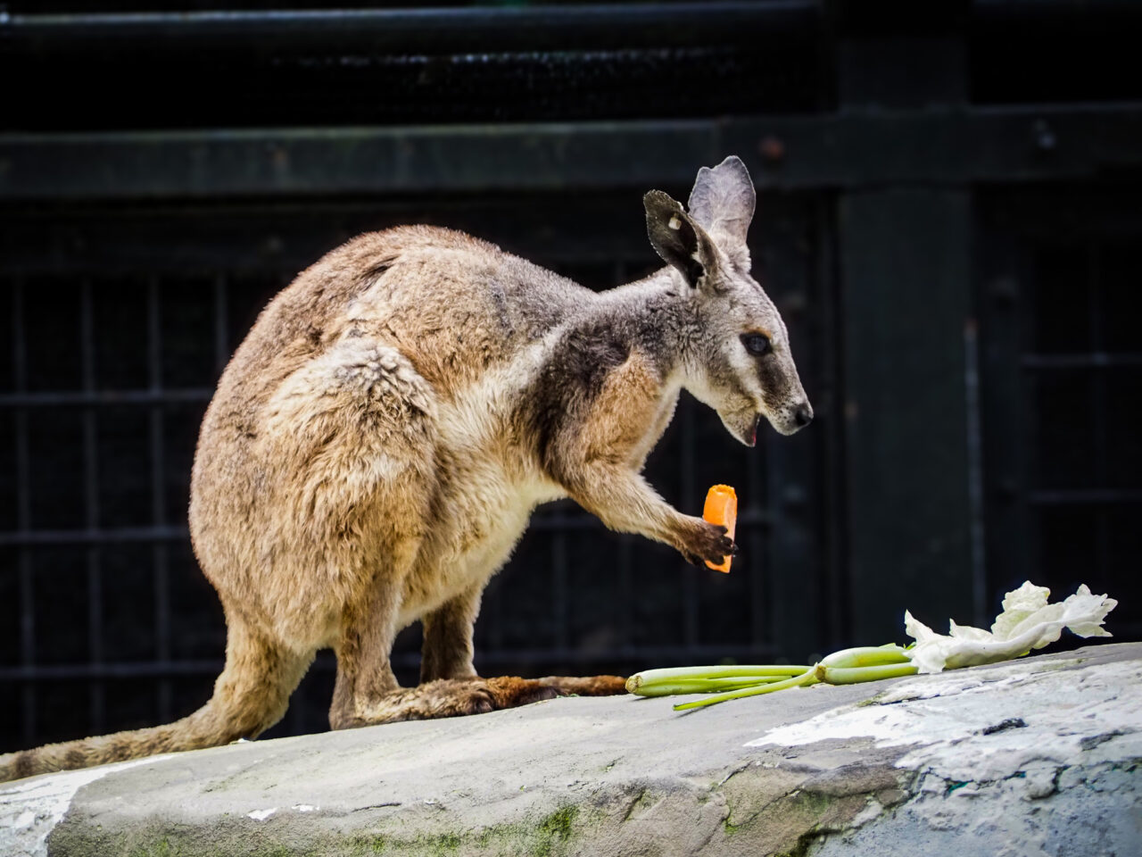 ヒノトントンZOOのワラビー