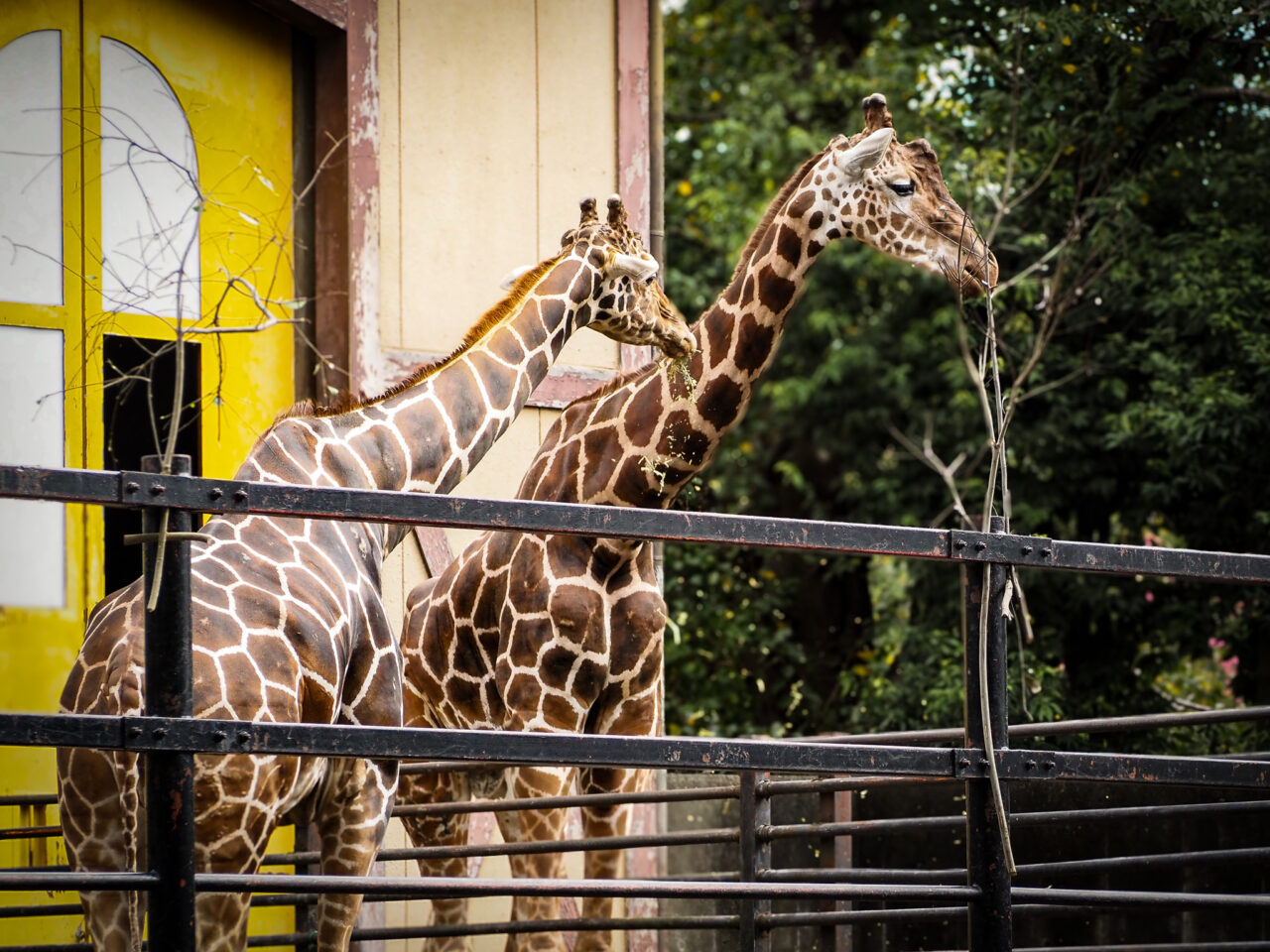 ヒノトントンZOOのアミメキリンの父と子