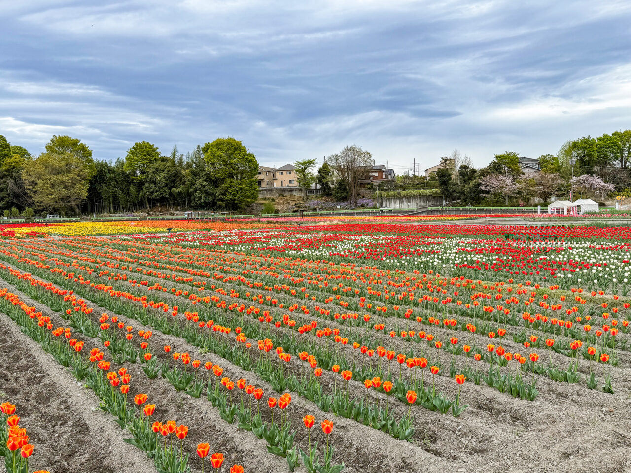 チューリップ球根の植付け体験バスツアー（根がらみ前水田）